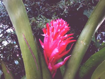 Close-up of red flower