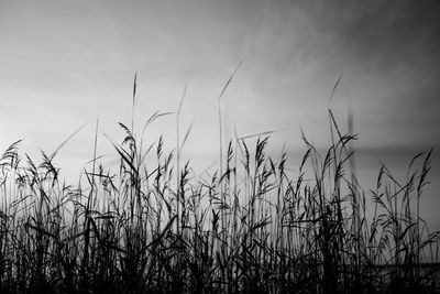 Close-up of plants growing on field against sky