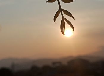 Close-up of silhouette plant against sky during sunset