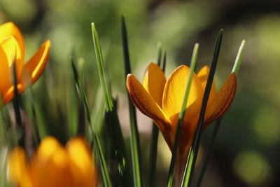 Close-up of yellow flowering plant