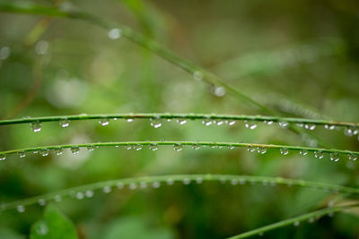 Close-up of water drops on plant