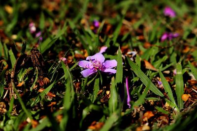 Close-up of purple flowering plants on field