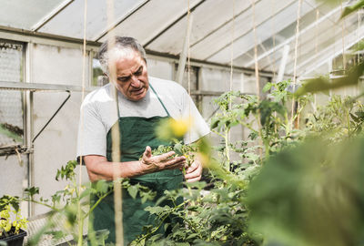 Senior man in greenhouse examining plant