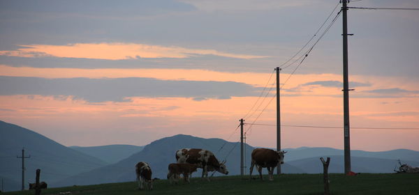 Cows grazing on field against sky during sunset