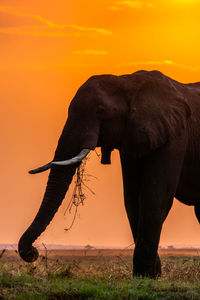 View of elephant on field during sunset