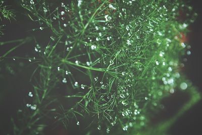 Close-up of wet plant leaves during rainy season