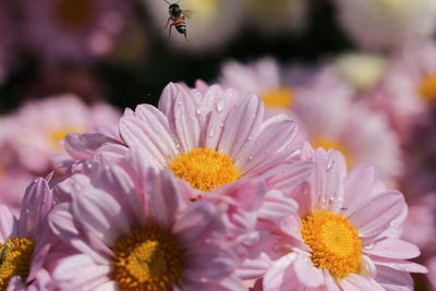 Close-up of flowers blooming outdoors