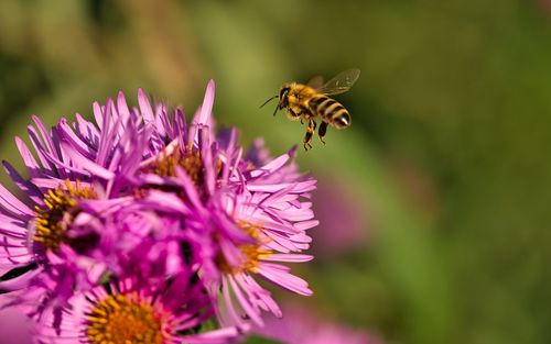 Close-up of bee pollinating on purple flower