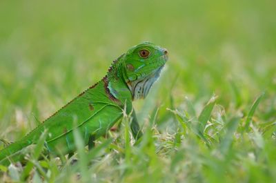 Close-up of lizard on field