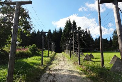 Panoramic shot of trees on grass against sky