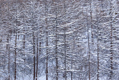 Bare tree in forest during winter