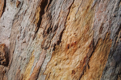 Full frame shot of rock on tree trunk