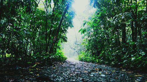 Trees in forest