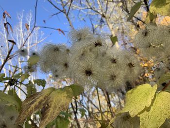 Low angle view of flowering plant against sky