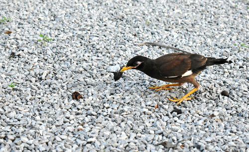 High angle view of duck