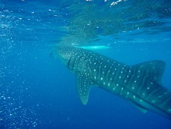 Cebu whaleshark