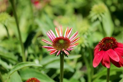 Close-up of pink flowering plants