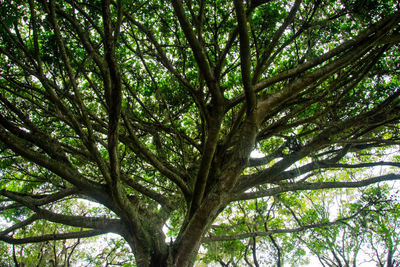 Low angle view of trees in forest