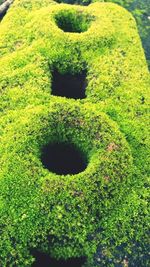 Moss growing on tree trunk