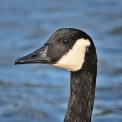 Close-up of bird