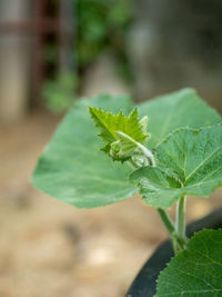 Close-up of leaves on plant