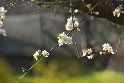 Close-up of white cherry blossoms in spring