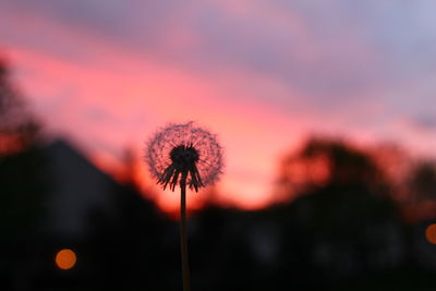 Close-up of dandelion against orange sky