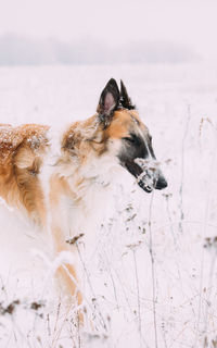 Dog running on field