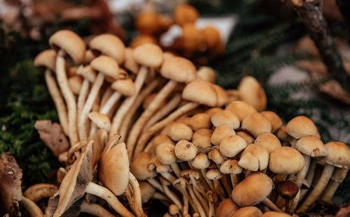 Close-up photo of cluster of edible mushrooms.