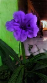 Close-up of purple flowering plant