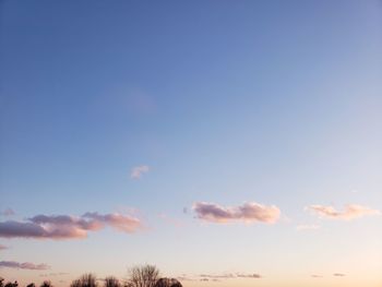 Low angle view of trees against blue sky