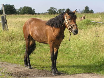 Horse standing in ranch