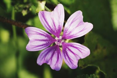 Close-up of pink flower