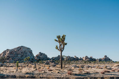 Plants growing on land against clear blue sky