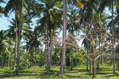 Trees in forest