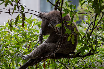 Low angle view of a squirrel on tree