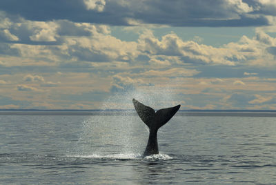 Whale swimming in sea against cloudy sky