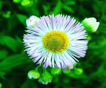 Close-up of purple flower