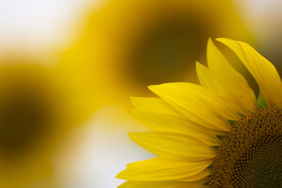 Close-up of sunflower blooming outdoors