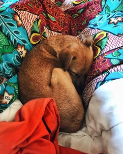 High angle view of dog sleeping on bed at home