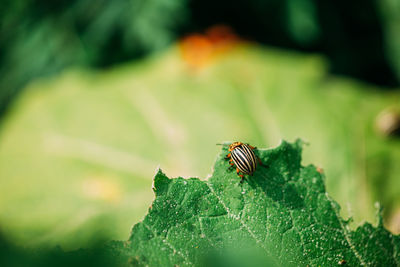 Close-up of insect on leaf