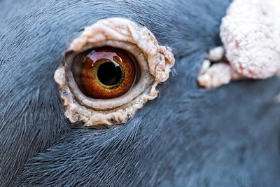 Close-up of turtle in water