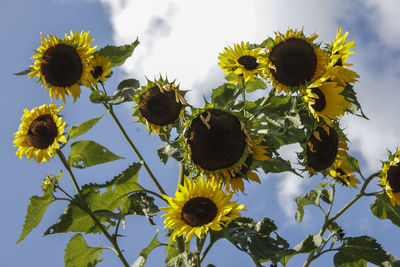 Low angle view of sunflower against sky