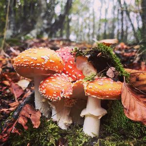 Close-up of mushrooms on tree