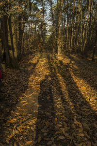 Shadow of tree in forest during autumn