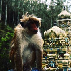 Close-up portrait of monkey