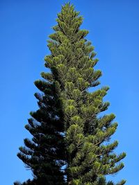 Low angle view of tree against clear blue sky