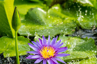 Close-up of water drops on purple flower