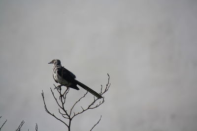 Bird perching on a tree