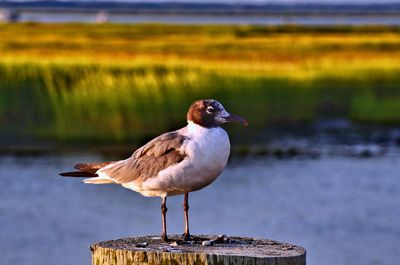 Close-up of seagull perching on wooden post